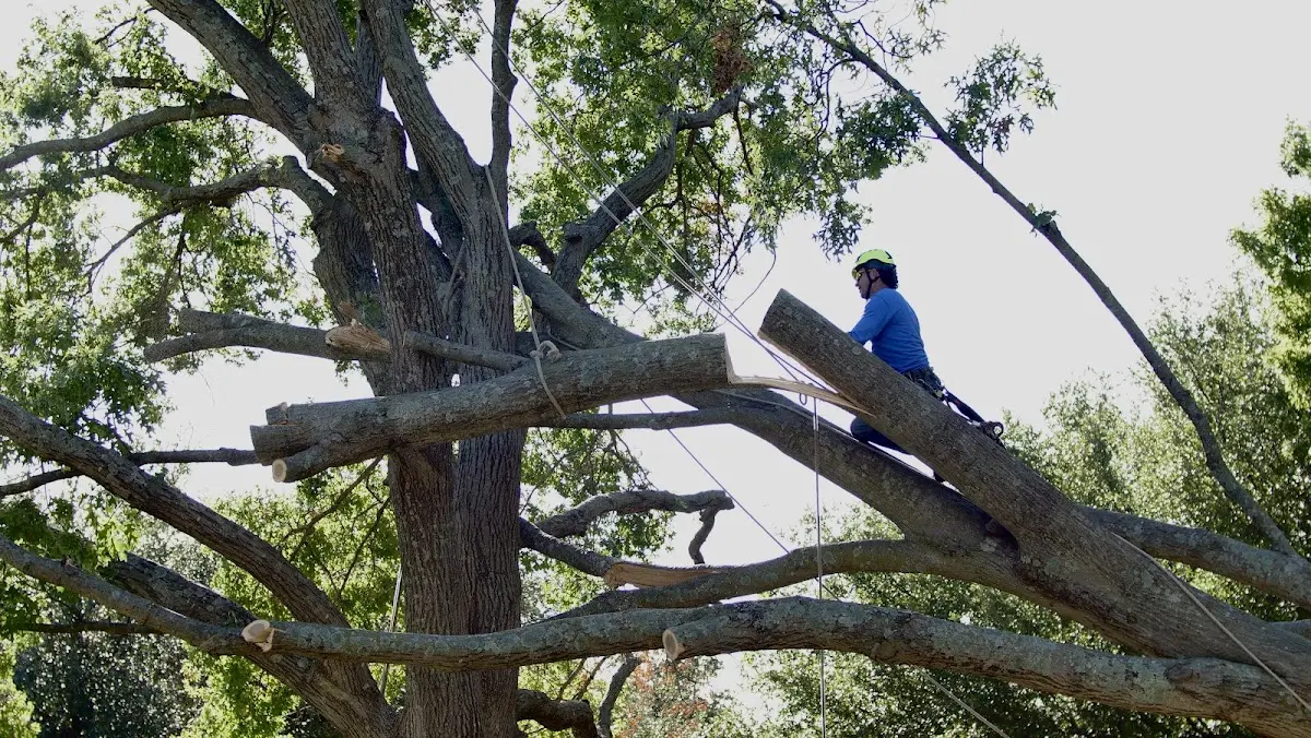 Professional Hazardous Tree Removal performed by certified arborists in Cass